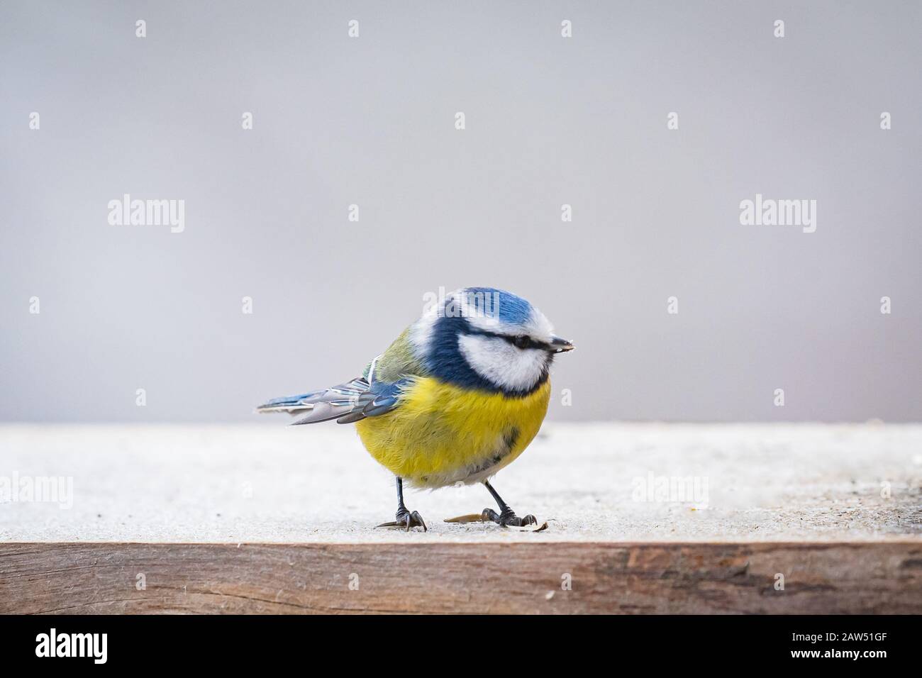 Birding in the forest Stock Photo