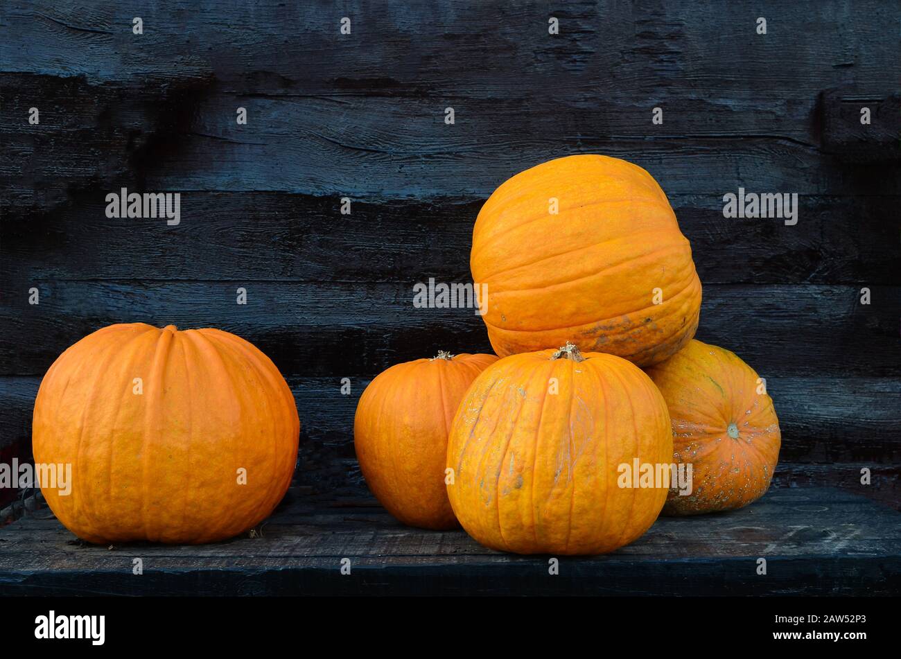 A few big pumpkins on wooden shelf against black wooden background Stock Photo