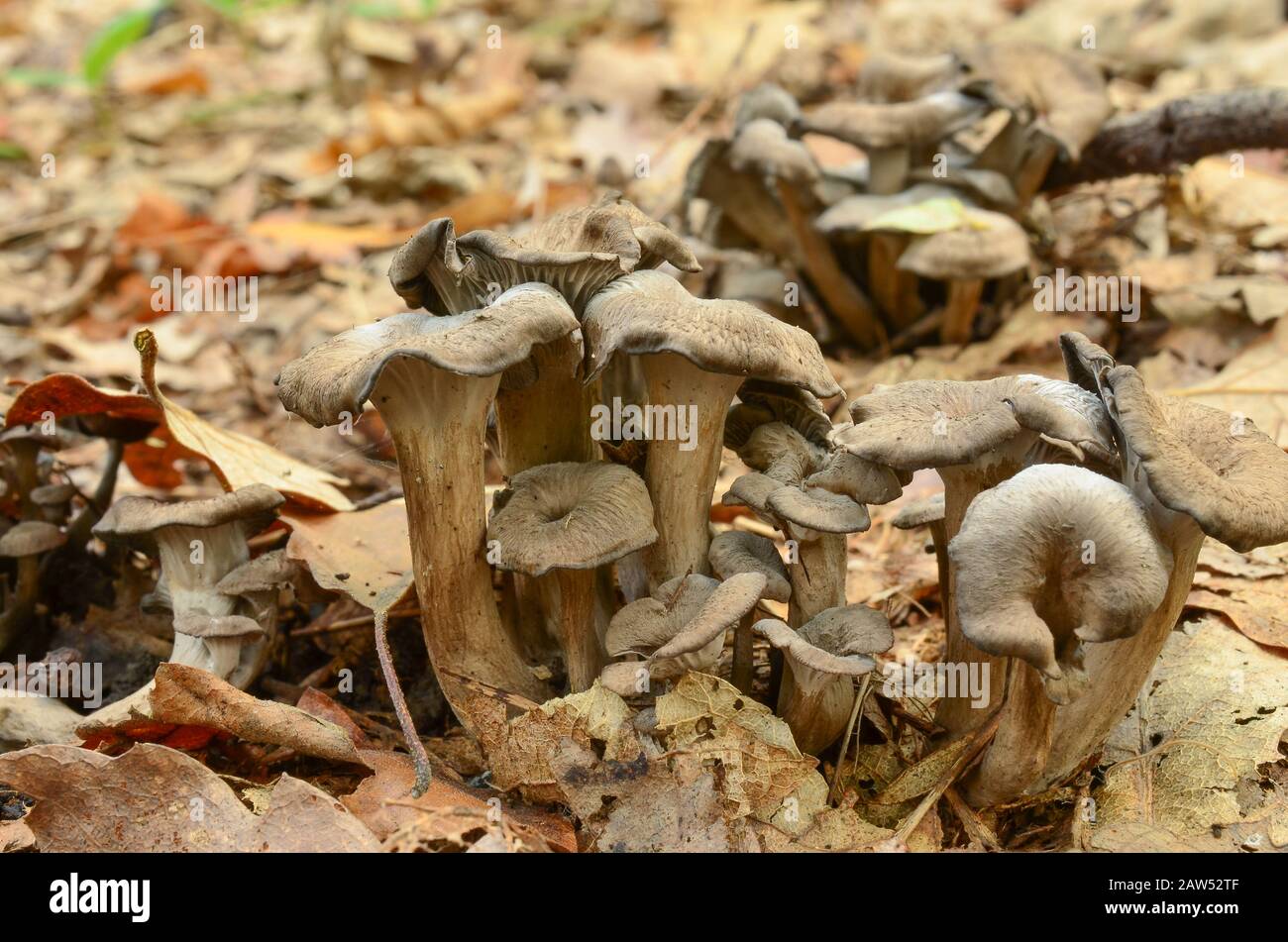 Cantharellus cinereus or Ashen Chanterelle, delicious edible mushroom in natural habitat Stock Photo