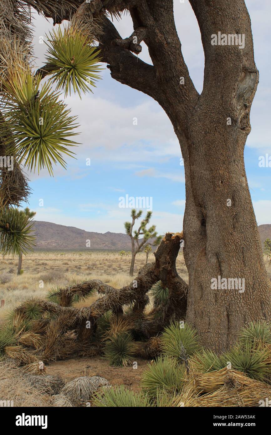Broken asunder by Winter snow and Southern Mojave Desert wind, this Yucca Brevifolia, a native in Joshua Tree National Park, reveals its inner tissue. Stock Photo