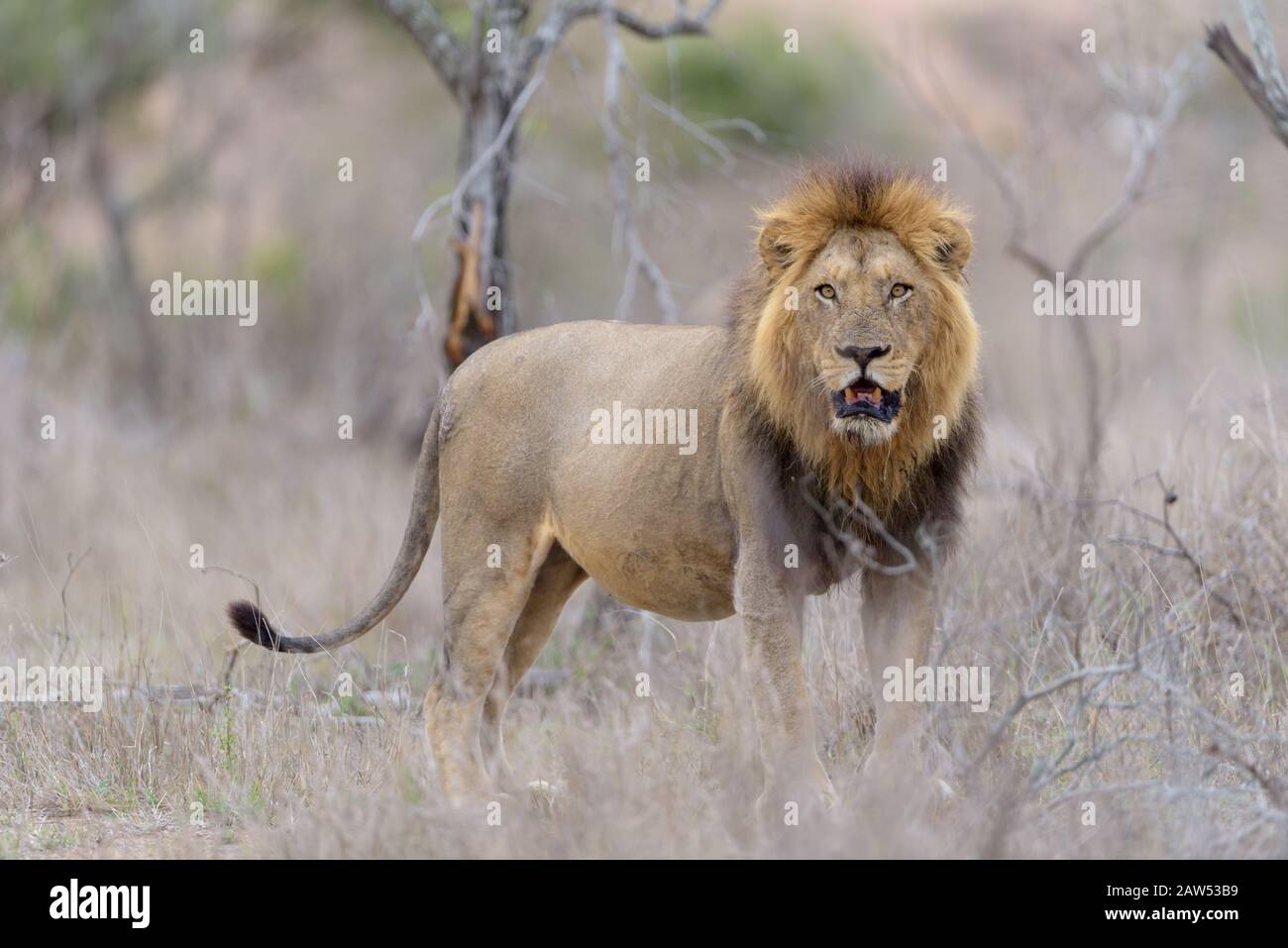 Lion portrait drawing hi-res stock photography and images - Alamy