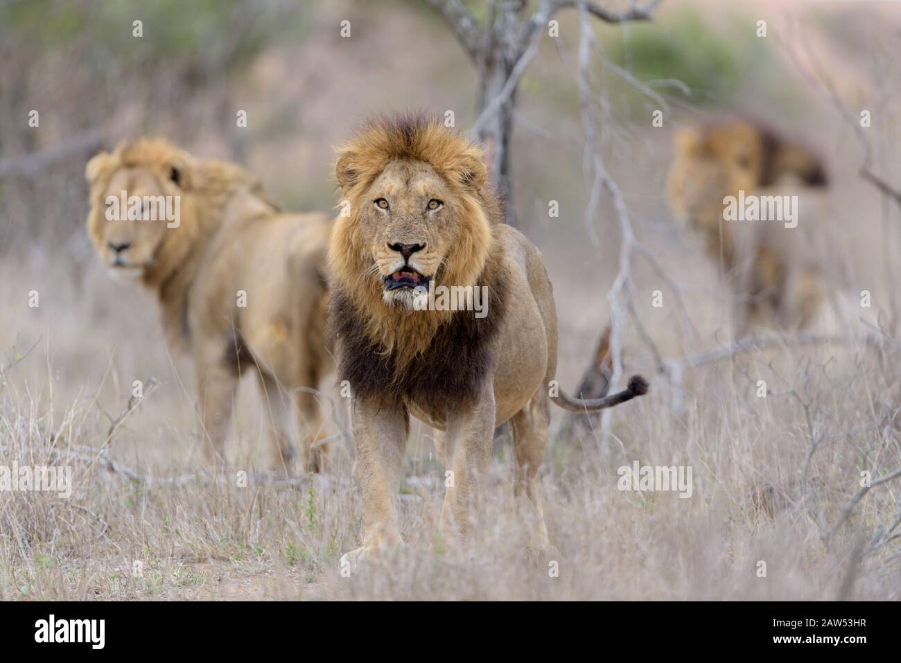 Male lion coalition in the African wilderness Stock Photo