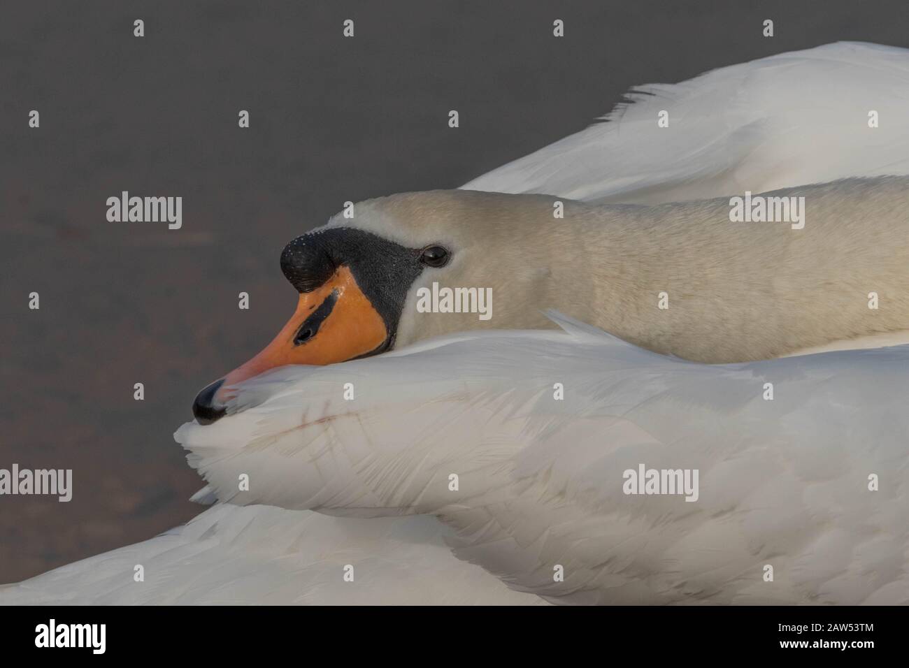 A mute swan head close up. The swan has turned it's neck over it's body during preening. Stock Photo