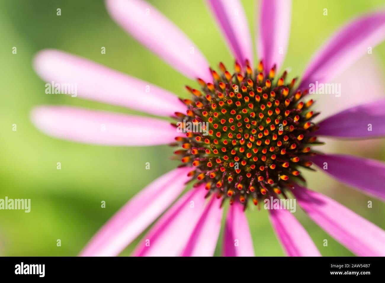 Purple coneflowers also known as Echinacea , used for herbal medicine. Stock Photo