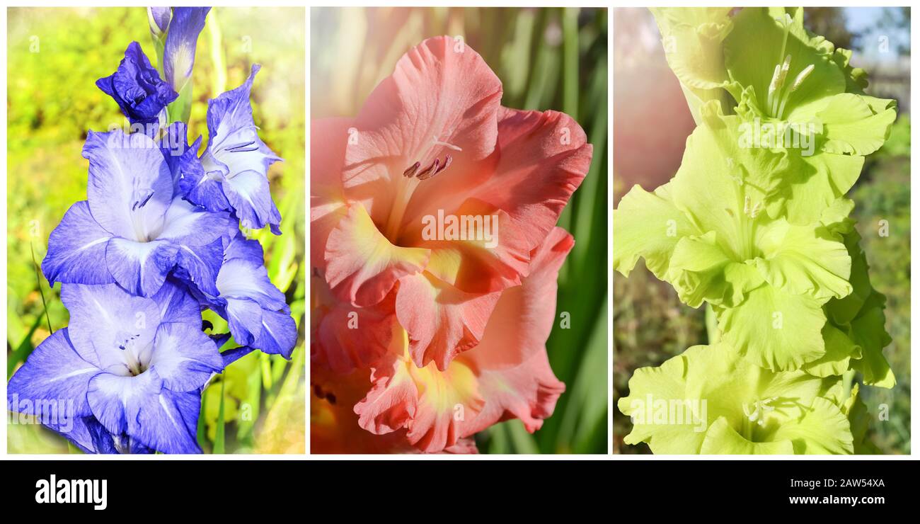 Different colorful blooming gladioli in the garden Stock Photo
