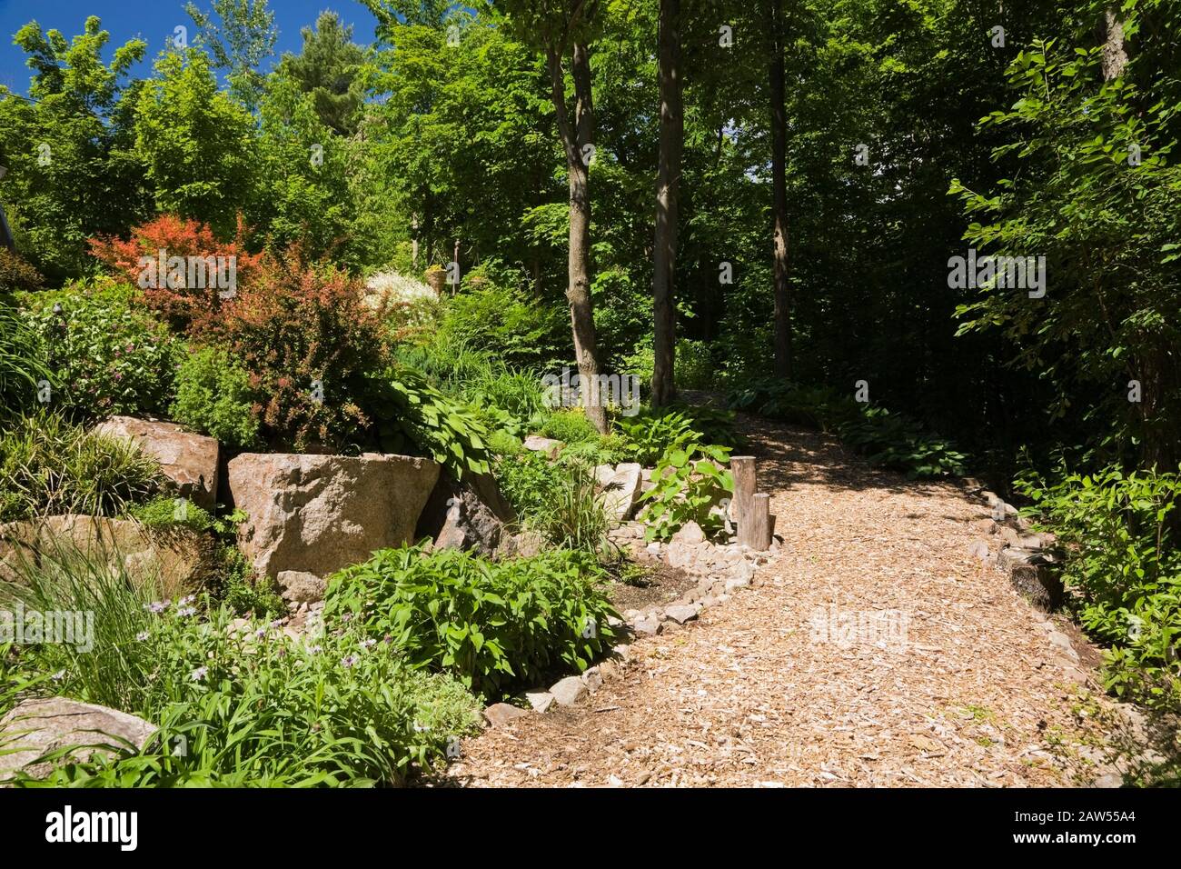 Mulch path edged with rocks leading to woodland and border planted with perennial plants, shrubs, flowers and Hosta in backyard garden in spring. Stock Photo