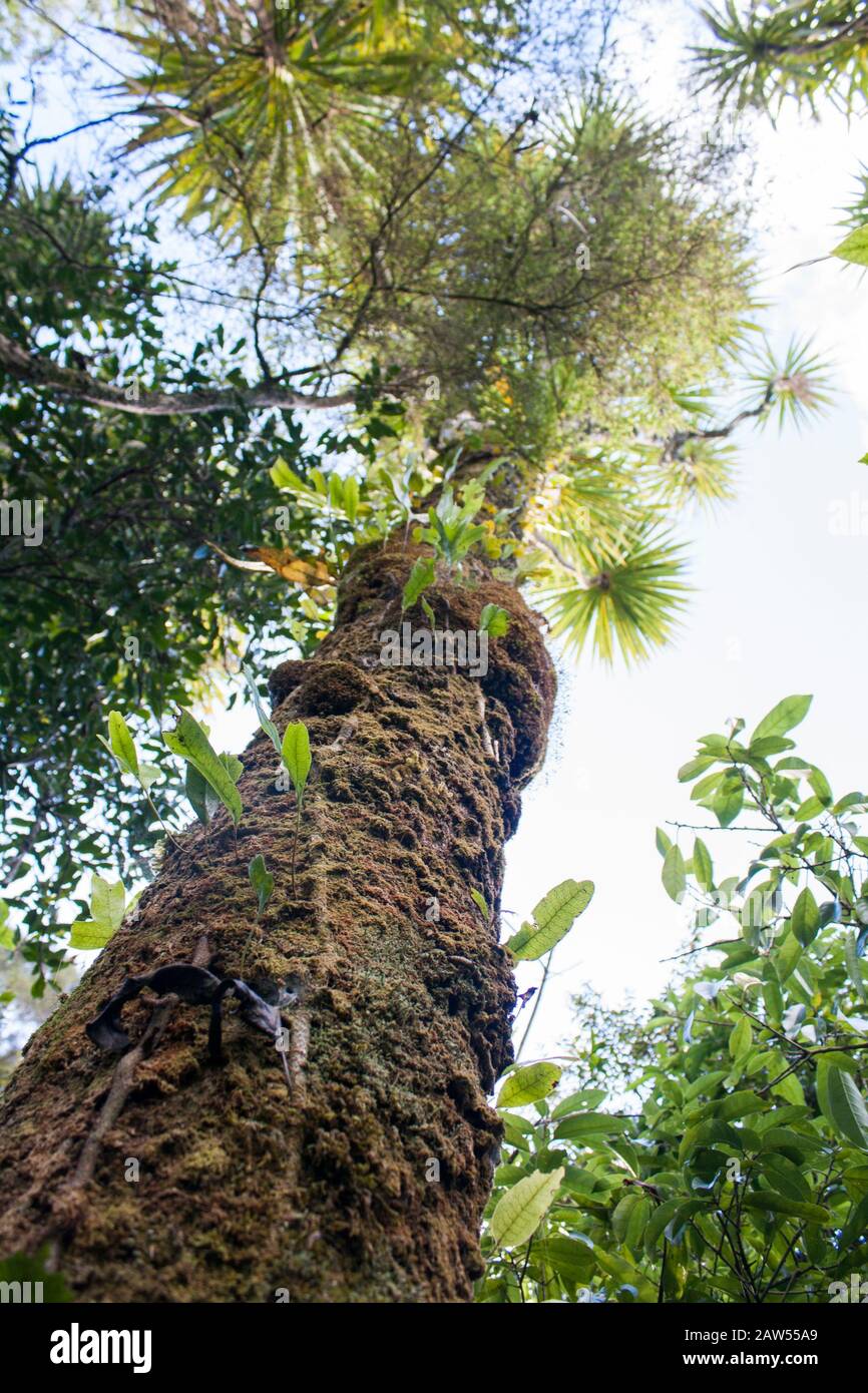 Looking up under from the base of a large, tall cabbage tree. Established old tree, native to NZ, maori name Ti Kouka. Moss lichen on the trunk. Stock Photo