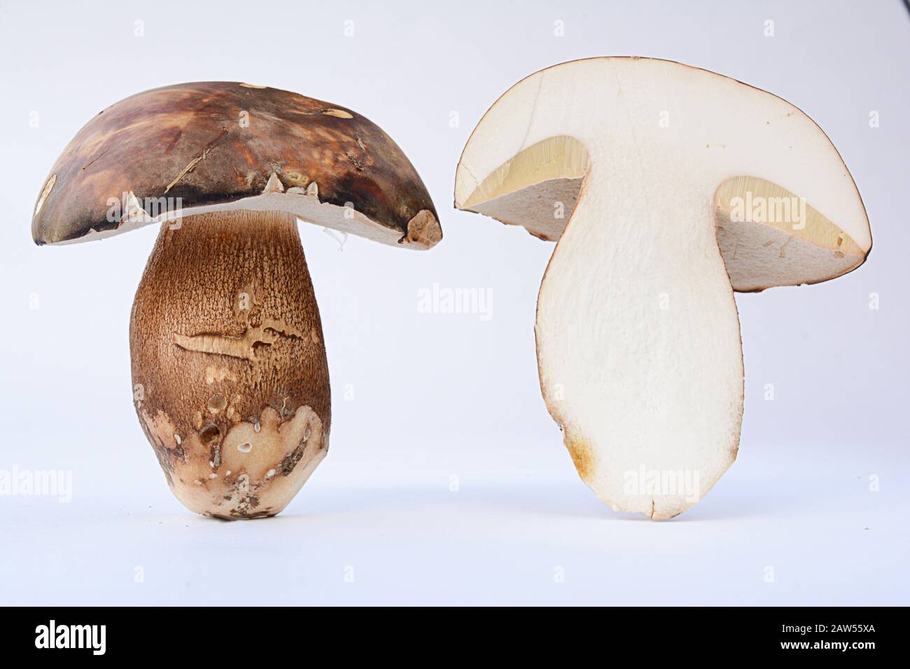 Boletus aereus, Dark cep or Bronze bolete mushroom, highly prized and