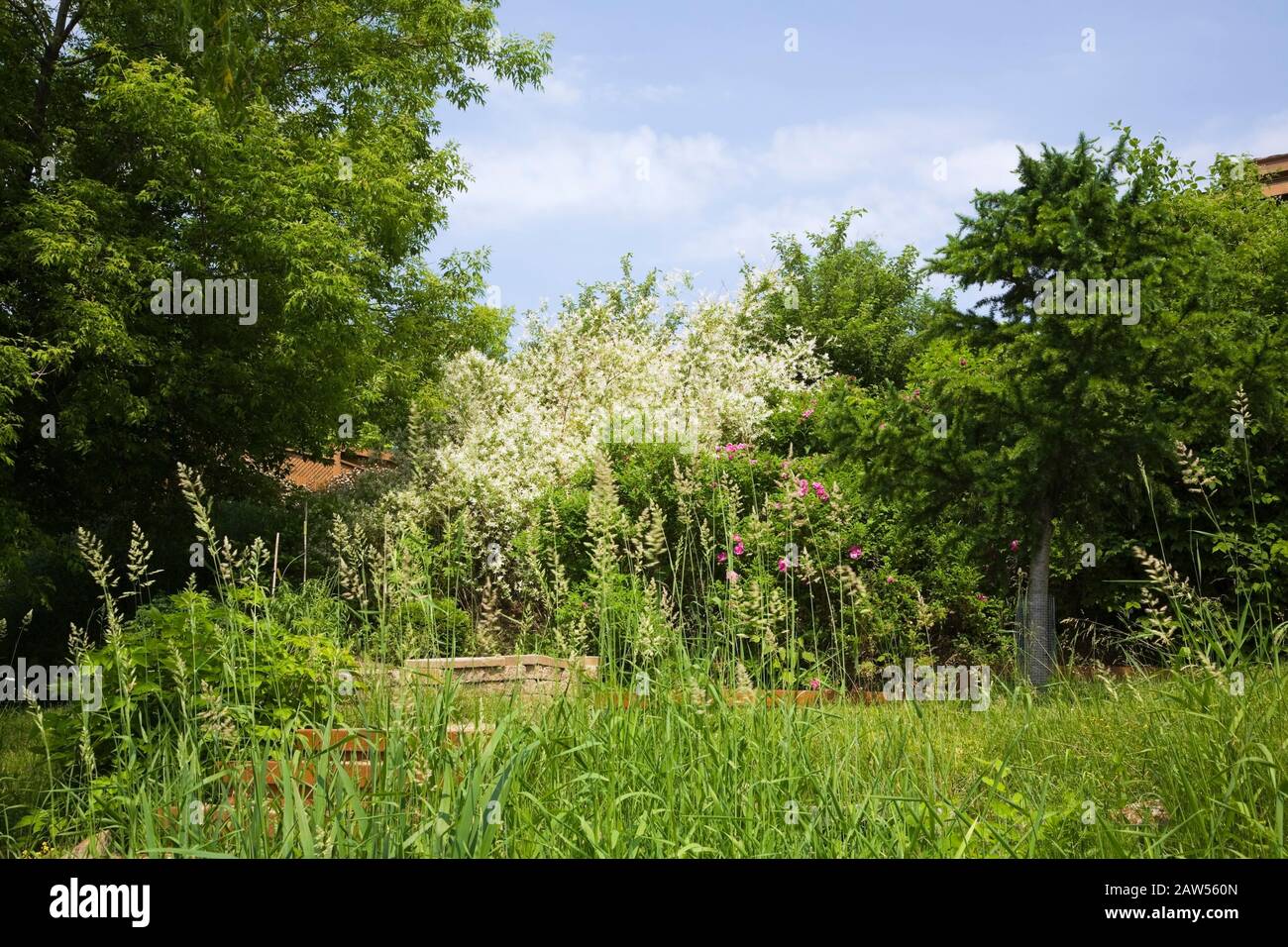 White flowering Salix Integra 'Hakuro Nishiki' - Willow shrub and coniferous tree in private backyard garden in late spring Stock Photo