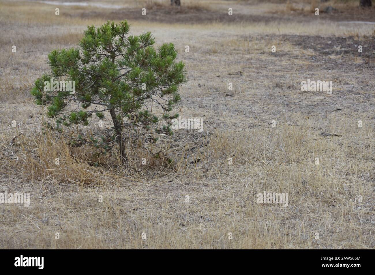 Pinus ponderosa calabrian pine landscape in Larnaca park Stock Photo
