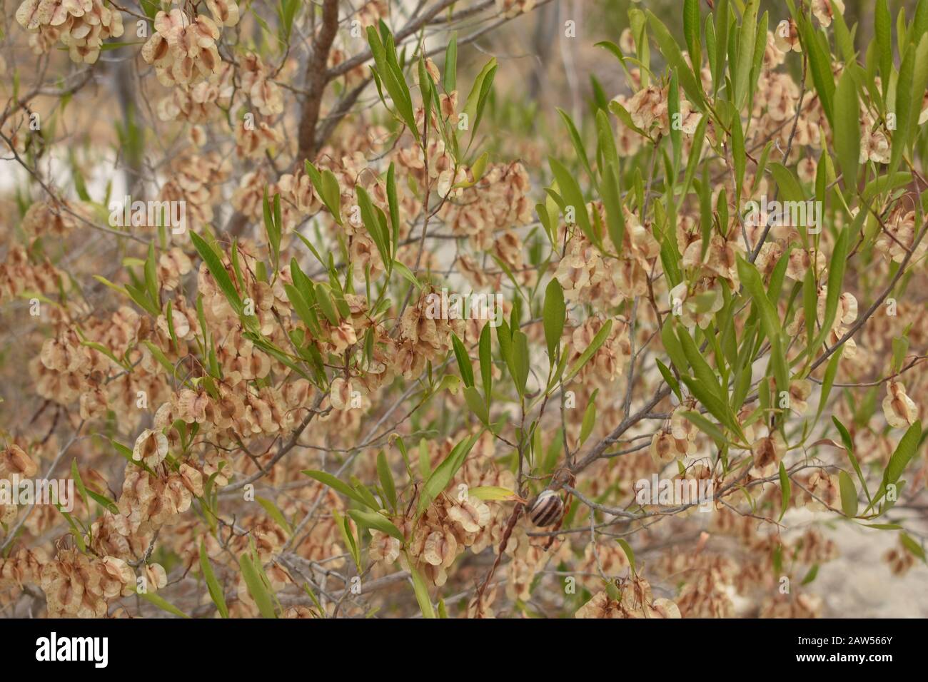 Dodonaea viscosa blooming in a Larnaca Park Stock Photo
