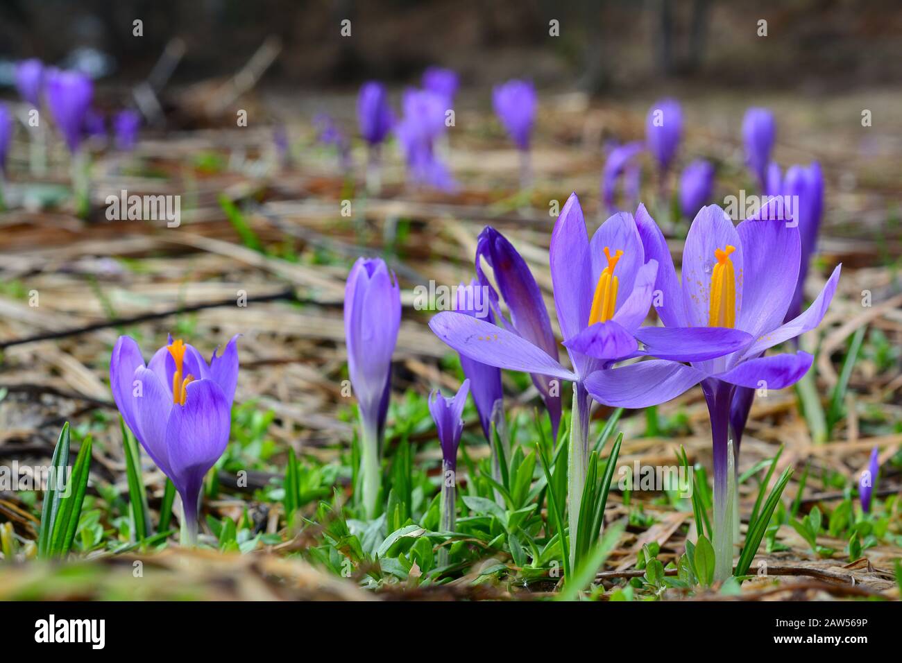 Many spring Crocus biflorus flowers on mountain meadow in early spring Stock Photo