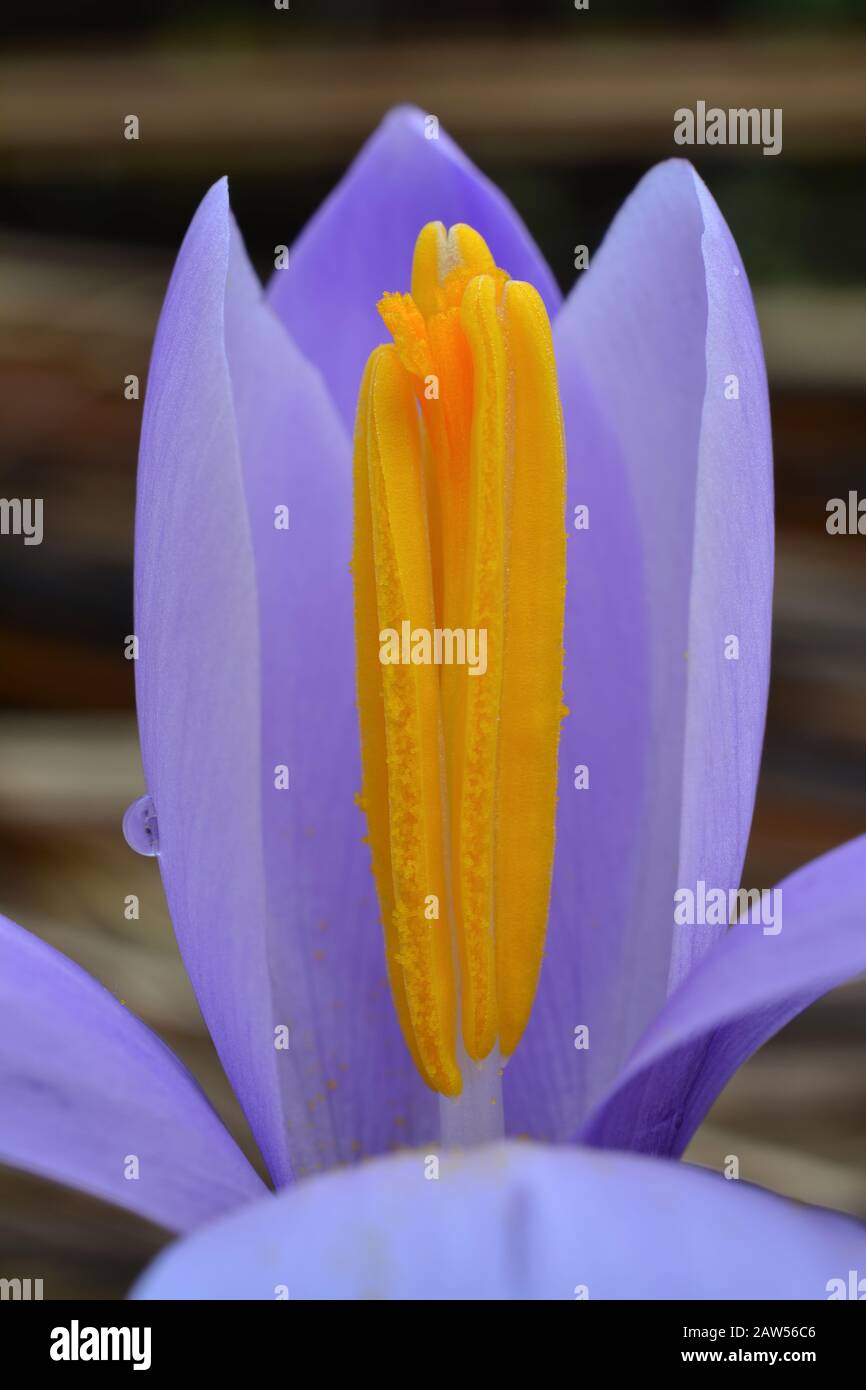 Violet spring Crocus flower close up shot, verticall orientation Stock Photo