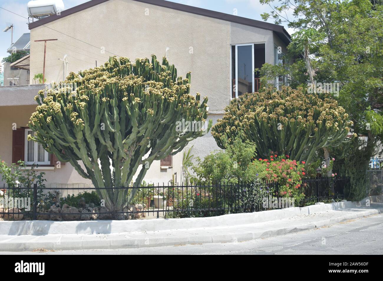 euphorbia royleana growing in front of a house in Larnaca Stock Photo