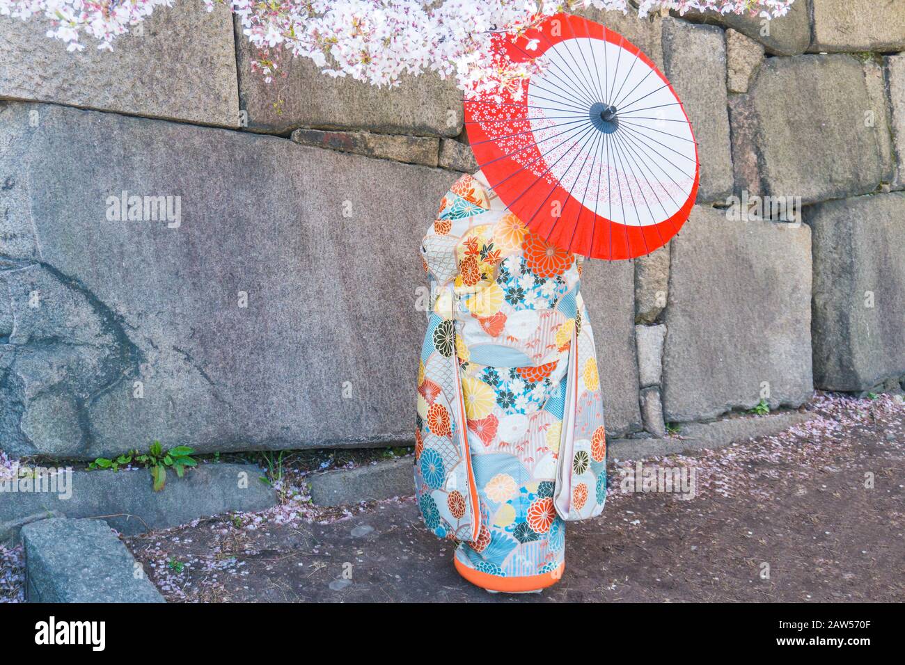 Geisha from the back. She is holding a red umbrella and wearing beautiful dress. she is next to the wall. Kimono with flowers is very colorful. Stock Photo