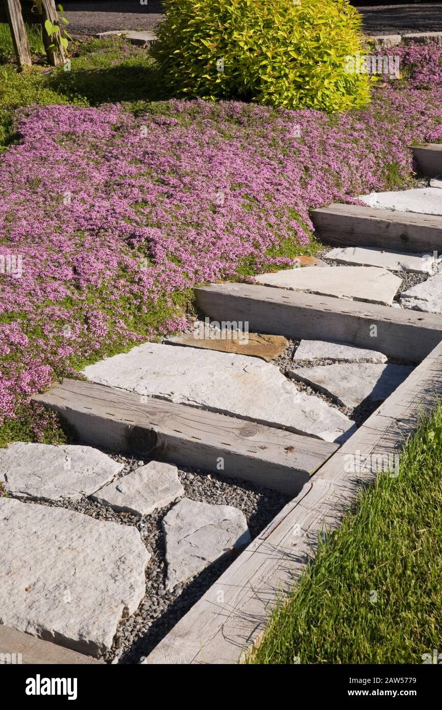 Thyme lawn in spring hires stock photography and images Alamy