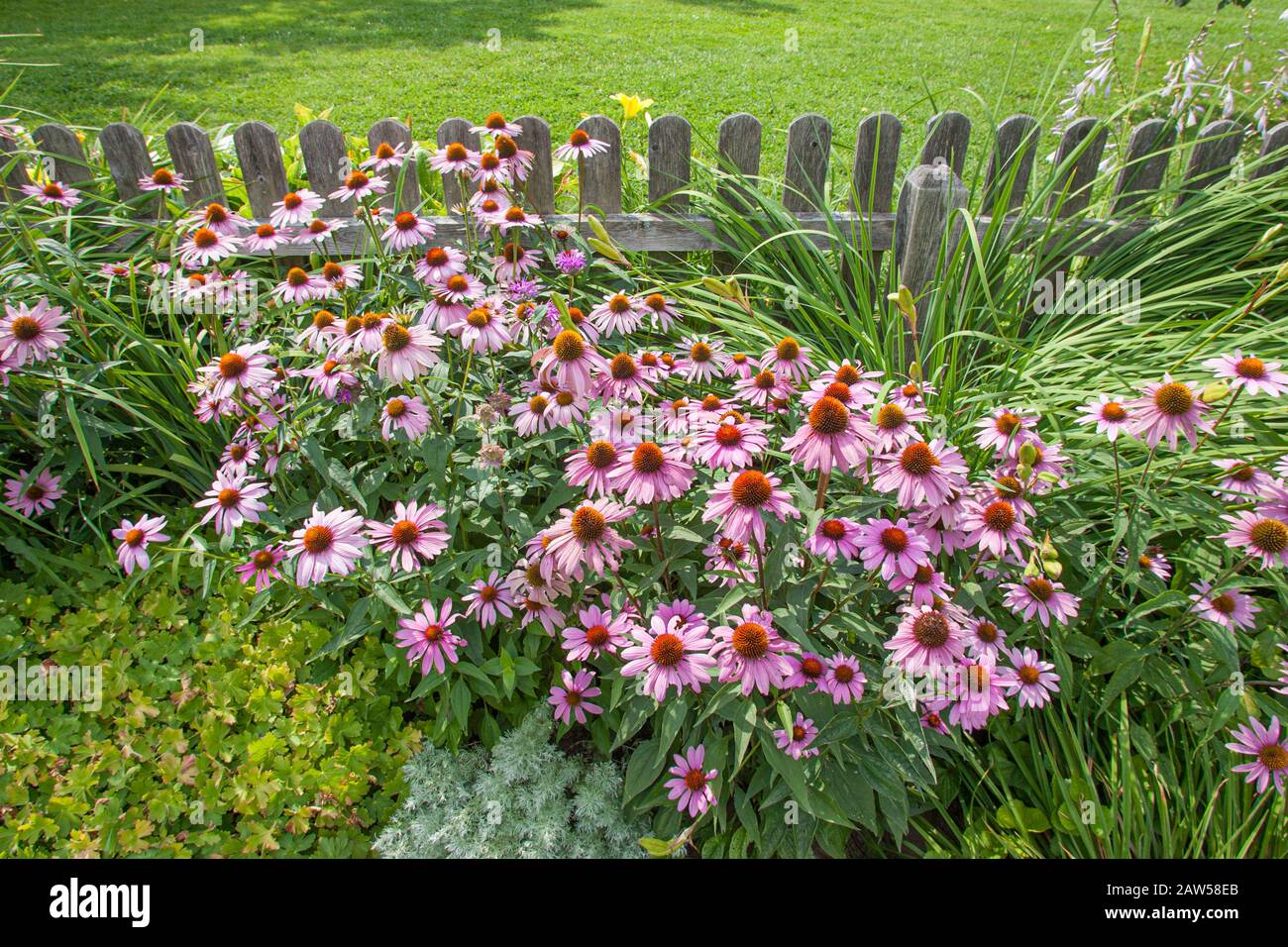 Purple flowers in a garden Stock Photo Alamy