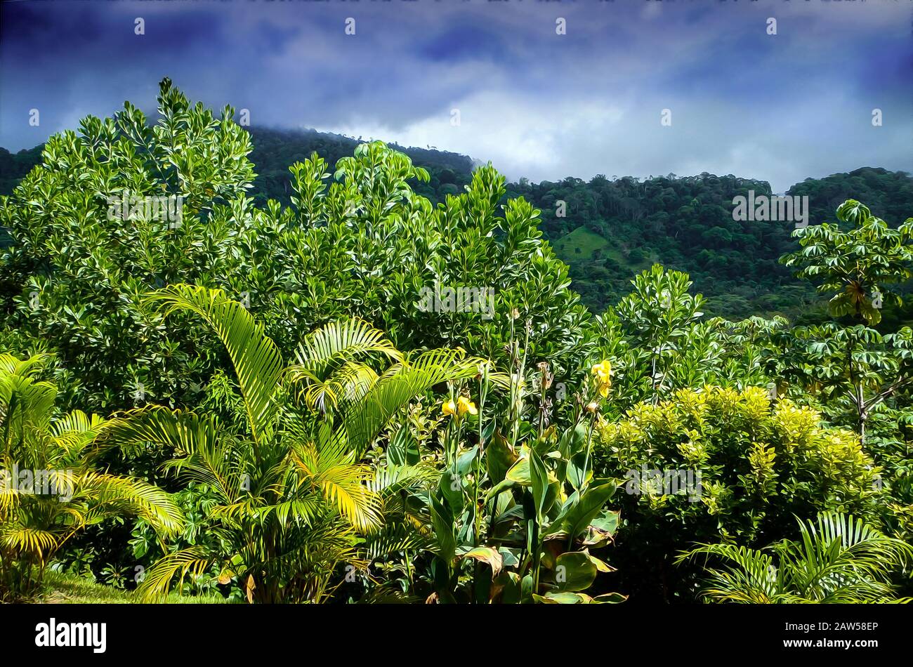 Rain Forest Stock Photo