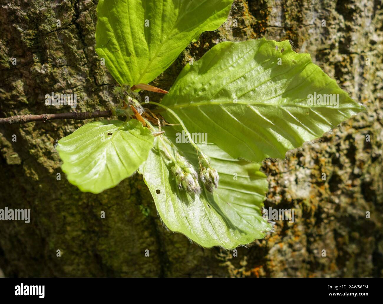 Beech tree (Fagus sylvatica), male flowers and new leaves in spring, England, UK Stock Photo