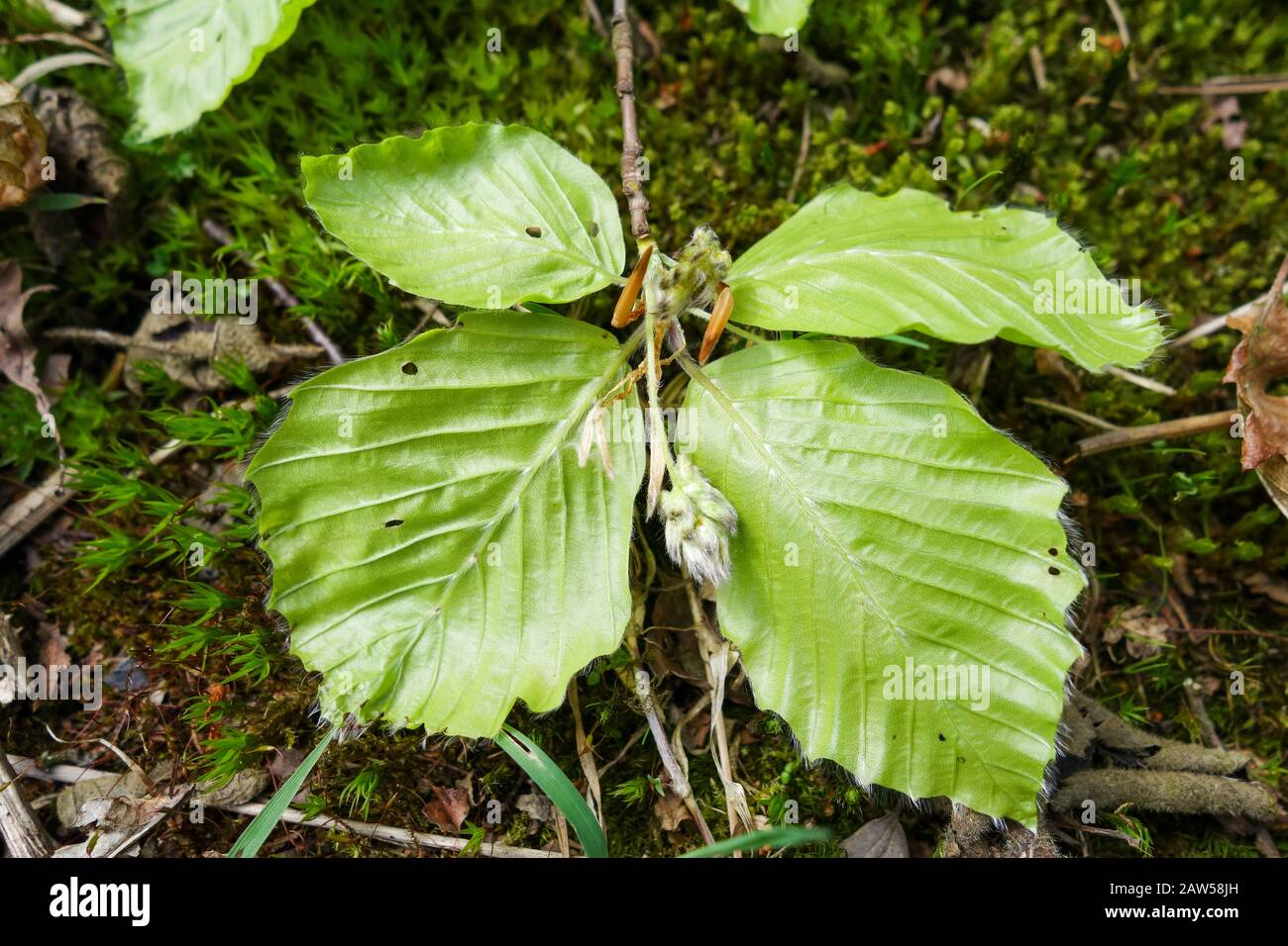 Beech tree (Fagus sylvatica), male flowers and new leaves in spring, England, UK Stock Photo