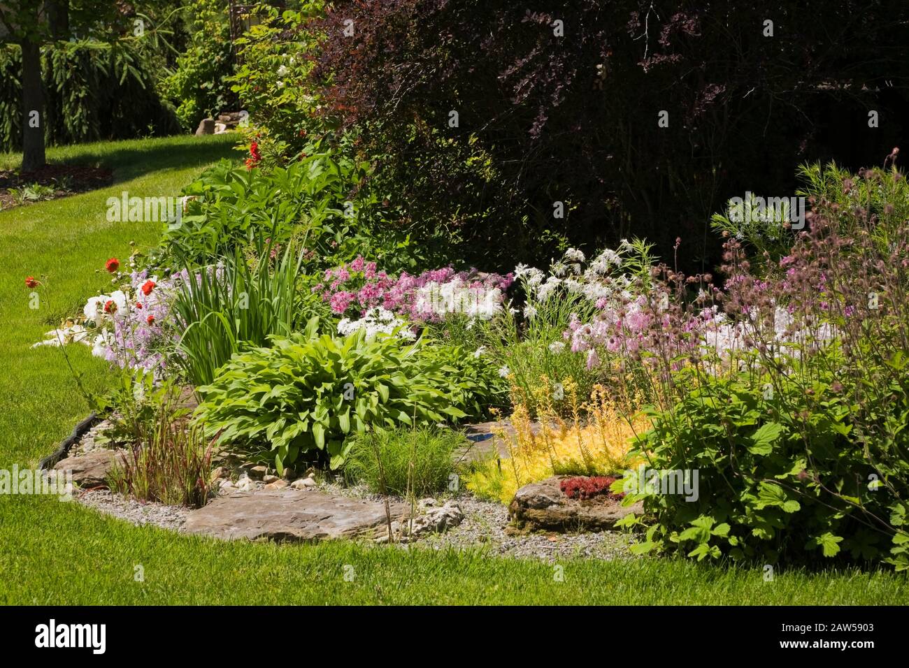 Manicured green grass lawn, English style border with white Paeonia ‘Festiva Maxima’ - Peony, mauve Dianthus 'Rainbow Loveliness' - Carnation flowers Stock Photo