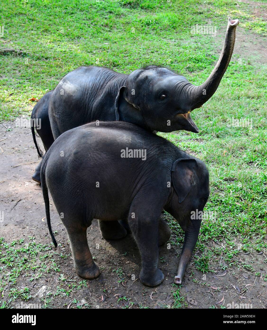 The Elephant Rehabilitation Centre is a care and cure home for
