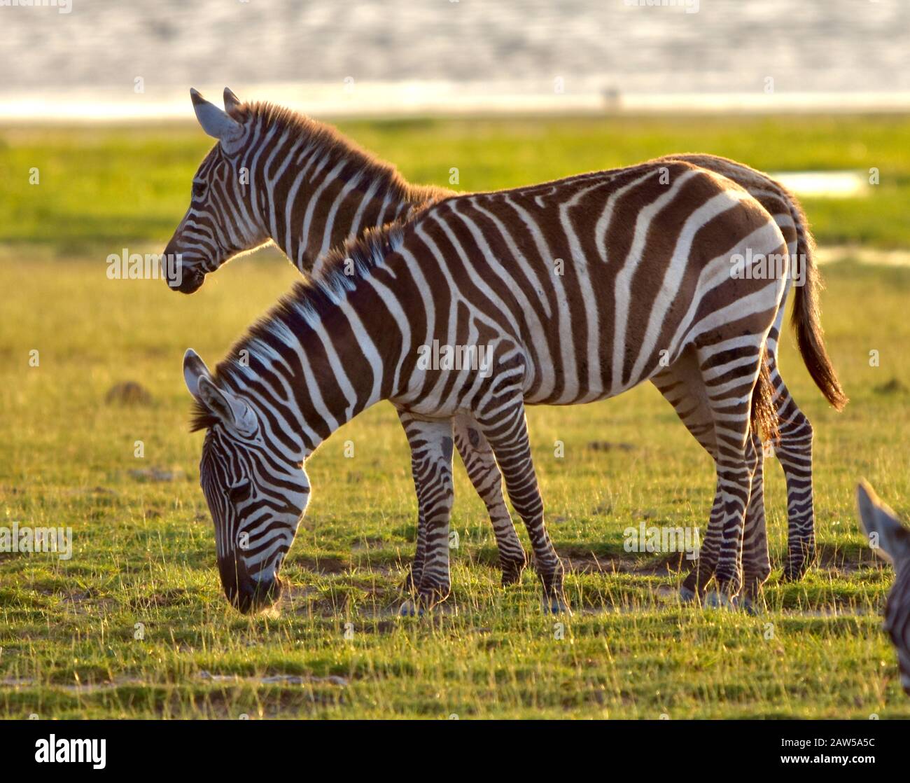Two zebras (Equus quagga) grazing in the late afternoon at Amboseli National Park, Kenya. Stock Photo