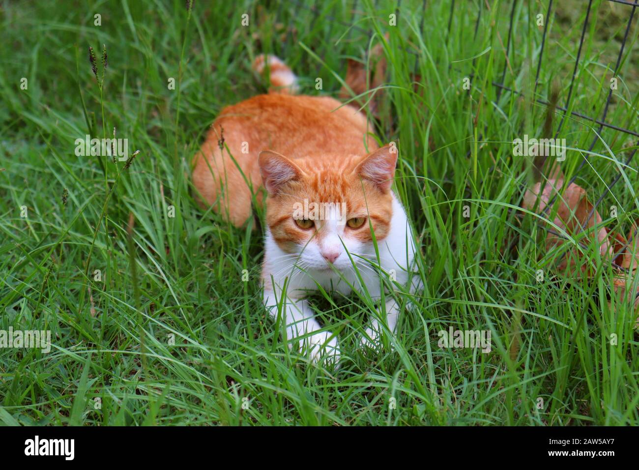 Orange tabby in grass Stock Photo Alamy