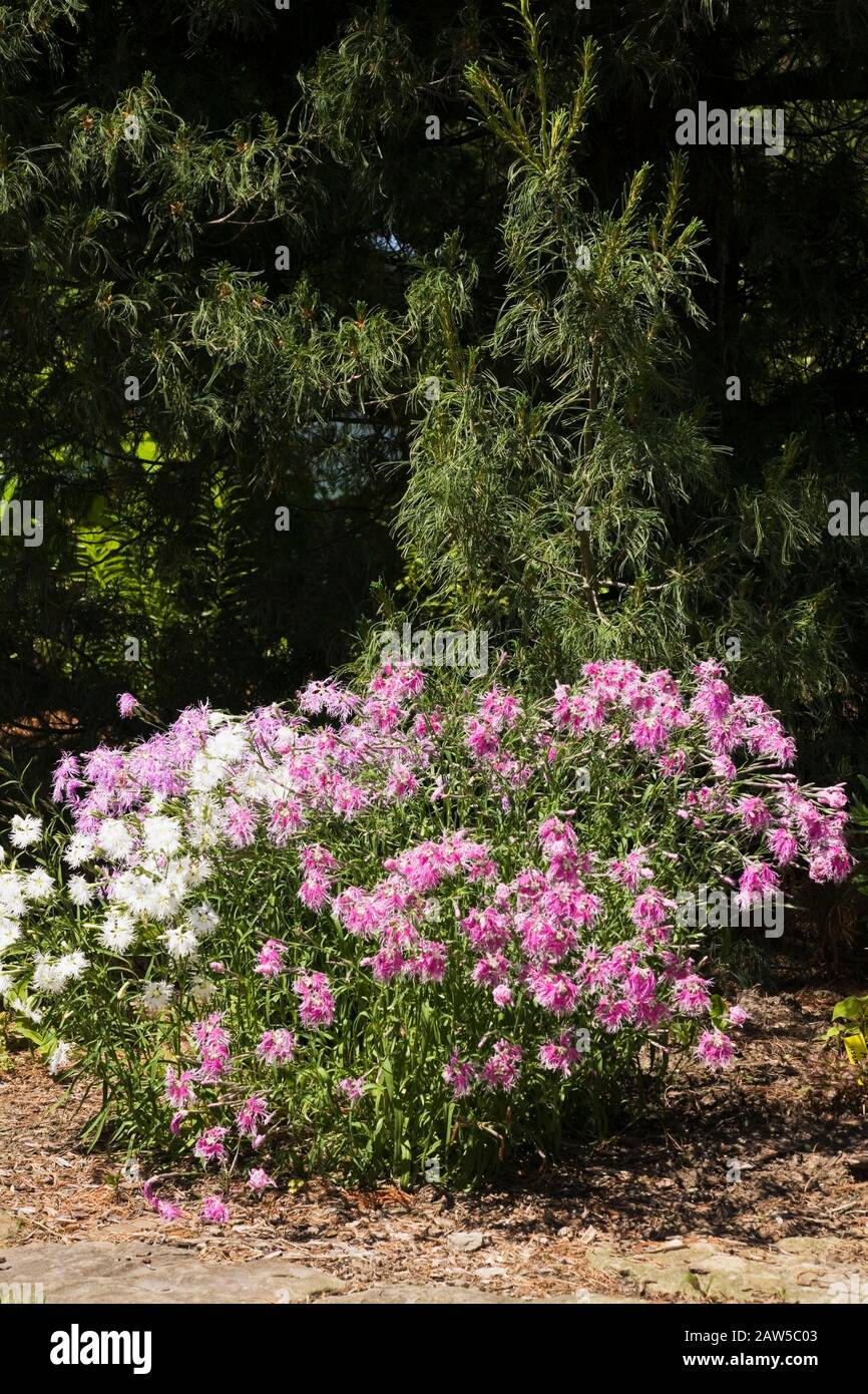 Carnation trees hires stock photography and images Alamy