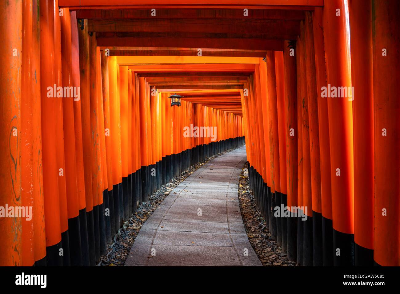 Thousand of red  torii gates along walkway in fushimi inari taisha temple is Important Shinto shrine and located in kyoto japan. Japan tourism, nature Stock Photo