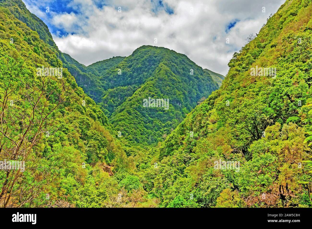 Trees in natural tropical environment - valley Stock Photo - Alamy