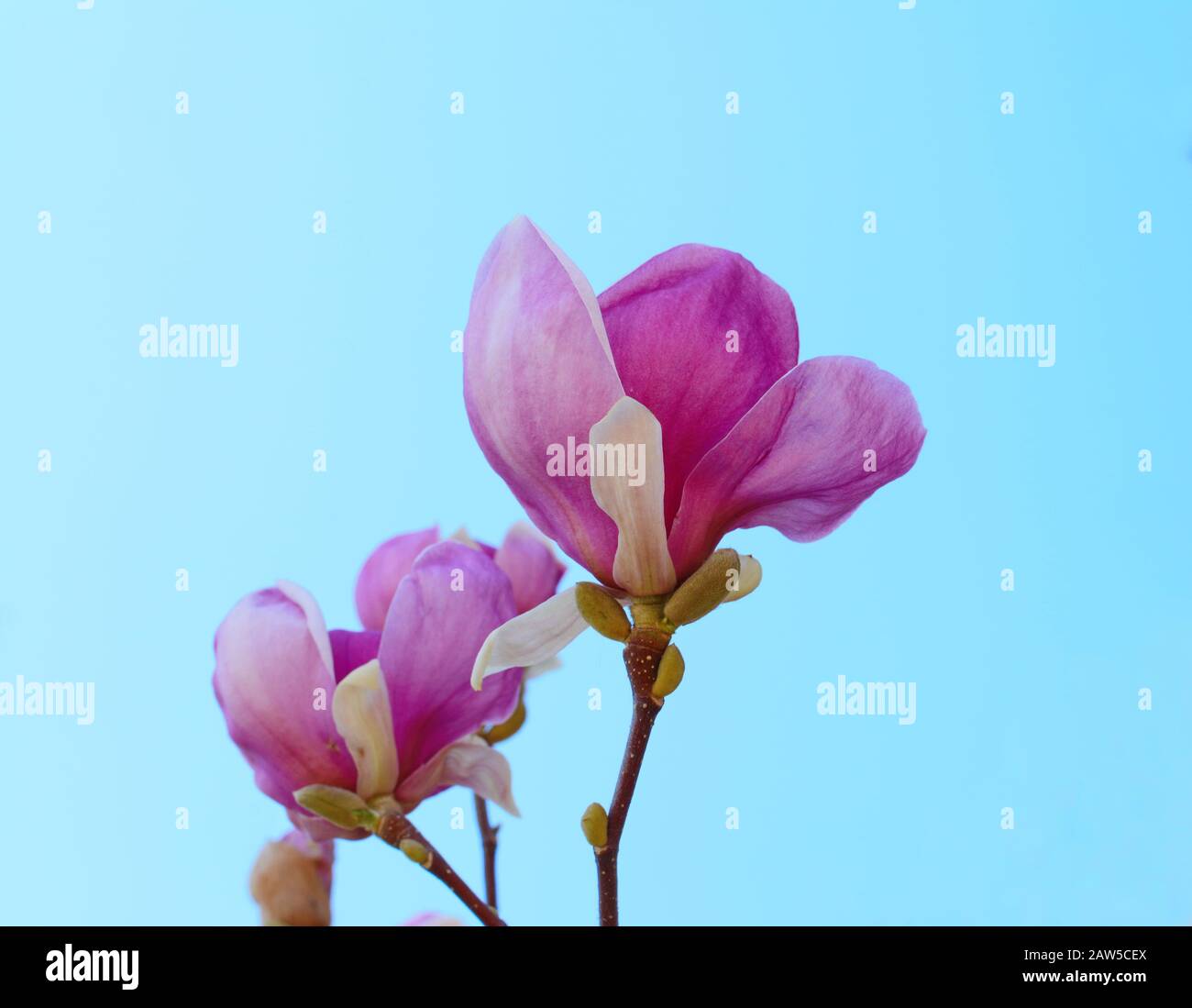 Pink Magnolia flowers against blue sky background Stock Photo - Alamy