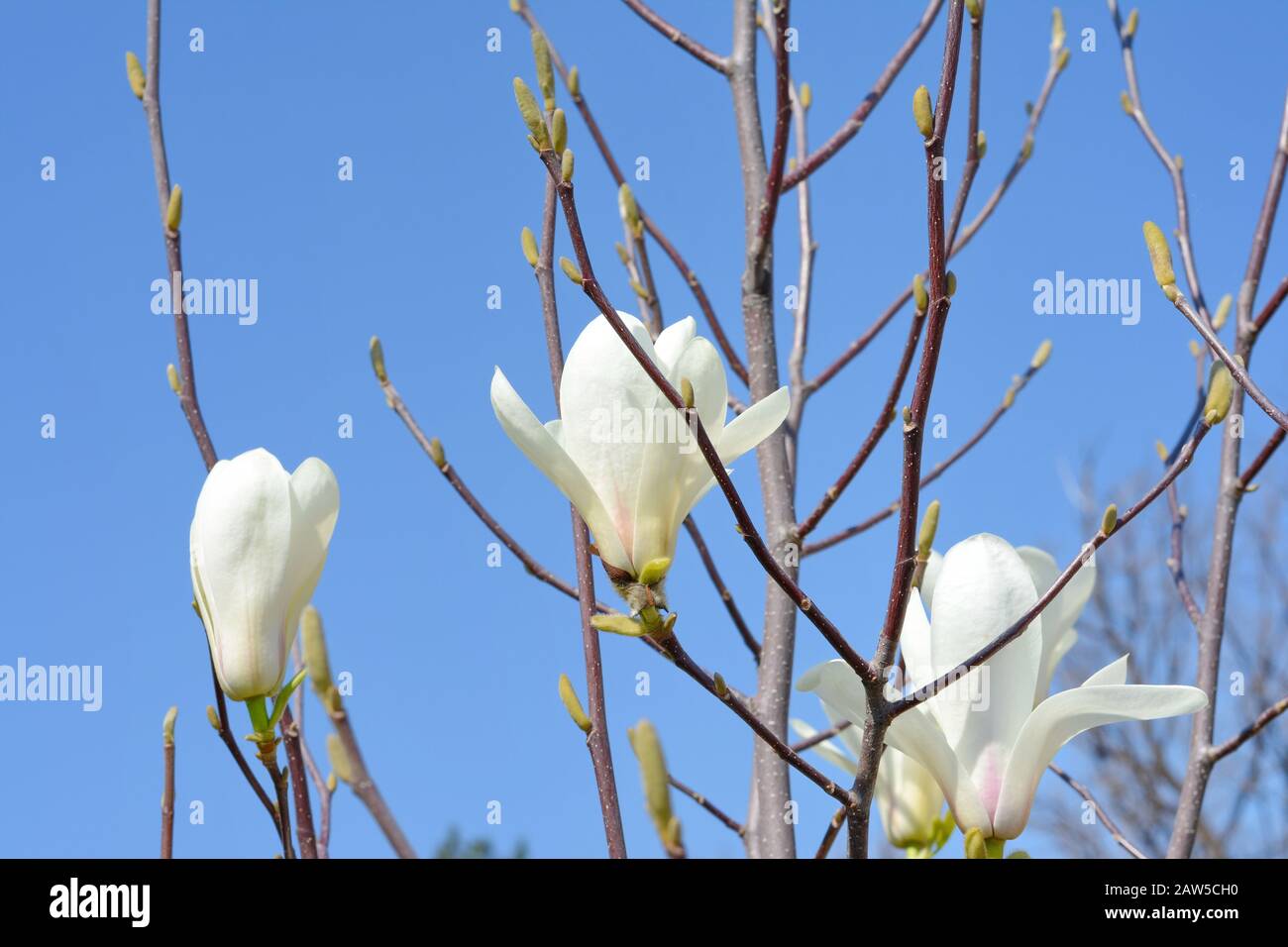 White Magnolia flowers against blue sky background Stock Photo - Alamy