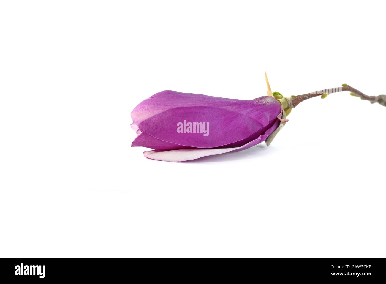 magnolia flower isolated on white background Stock Photo - Alamy