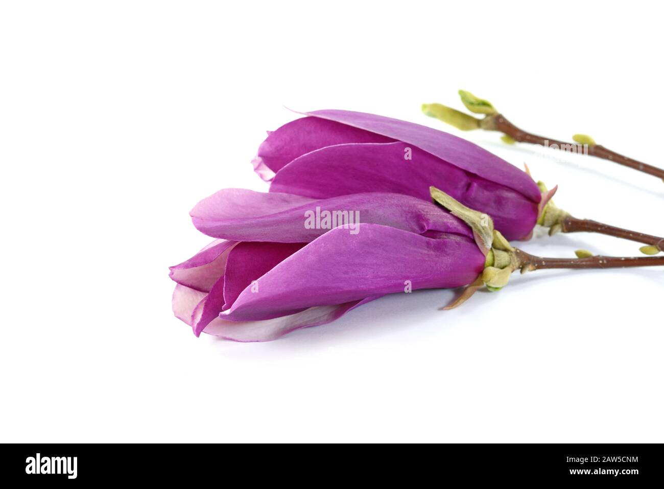 magnolia flower isolated on white background Stock Photo - Alamy