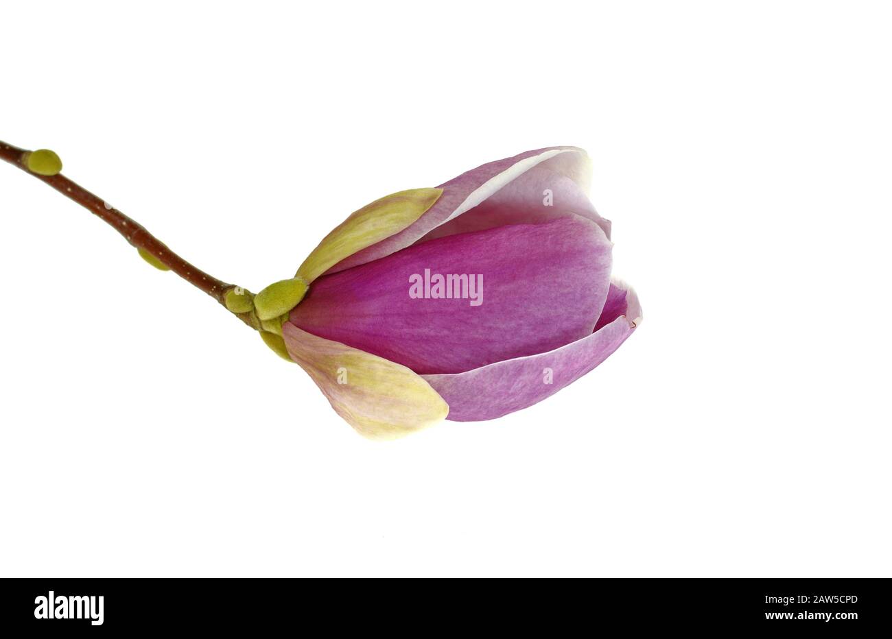 magnolia flower isolated on white background Stock Photo - Alamy