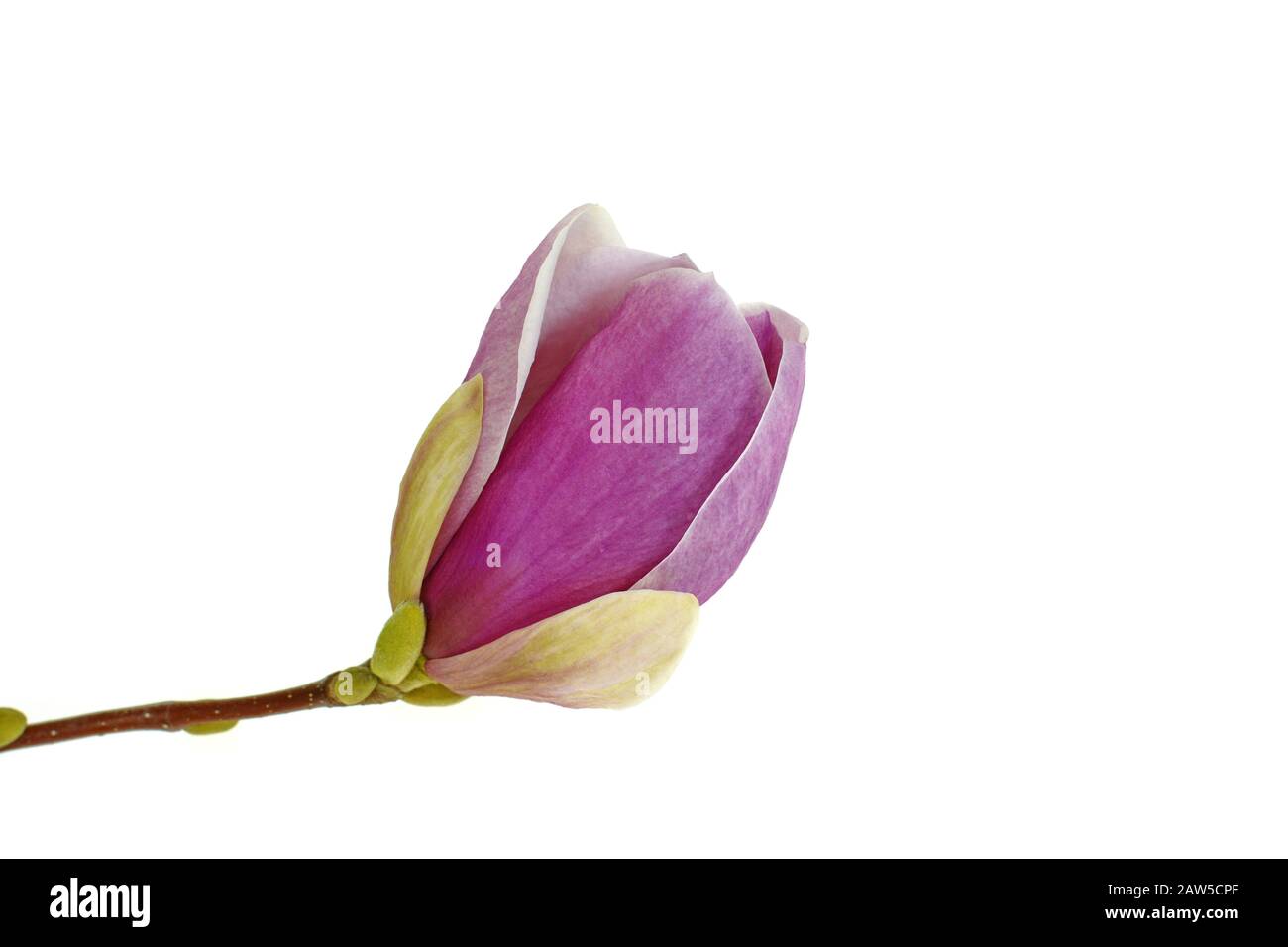 magnolia flower isolated on white background Stock Photo - Alamy