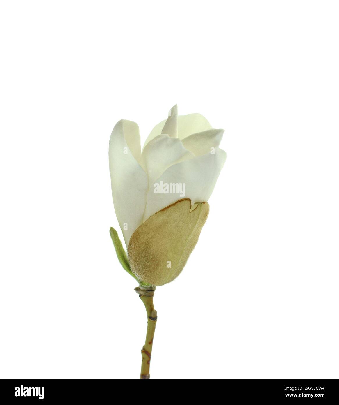 White magnolia flower isolated on white background Stock Photo - Alamy