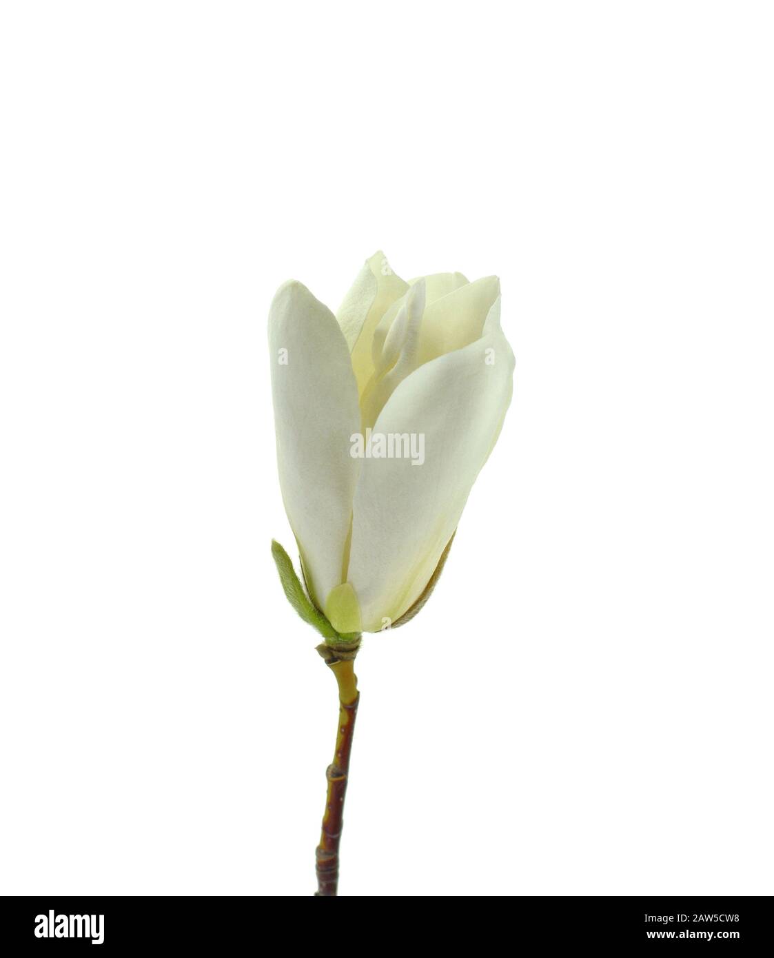 White magnolia flower isolated on white background Stock Photo - Alamy