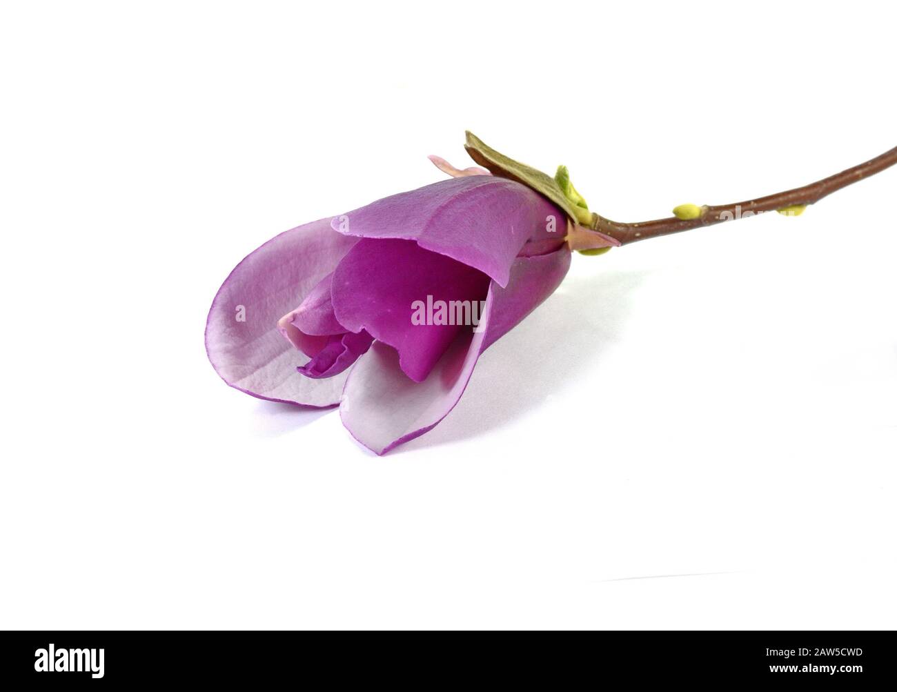magnolia flower isolated on white background Stock Photo - Alamy