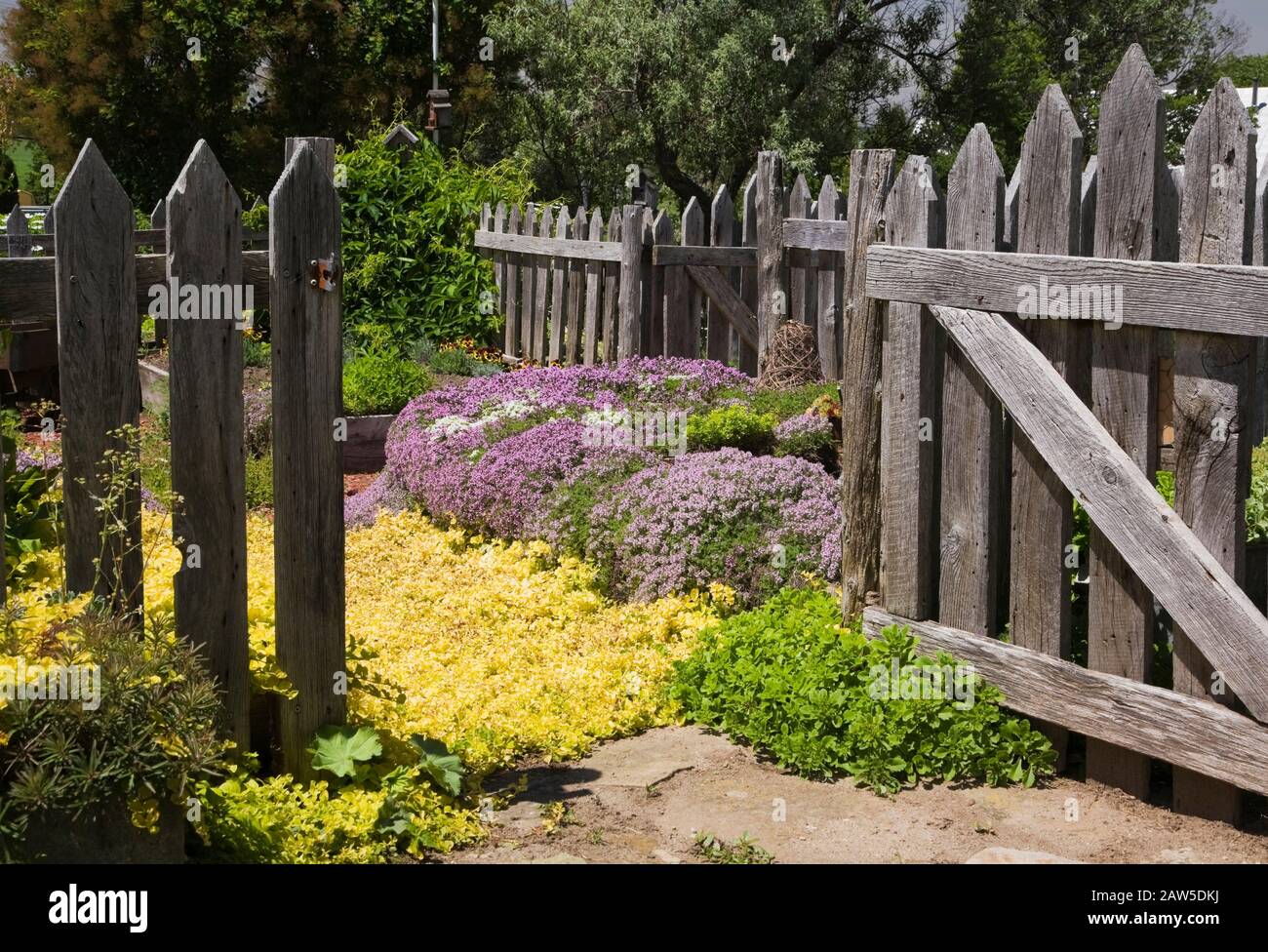 Old wooden rustic picket fence border with purple Thymus serpyllum and golden Lysimachia nummularia ‘Aurea’ - Creeping Jenny in backyard rustic garden Stock Photo