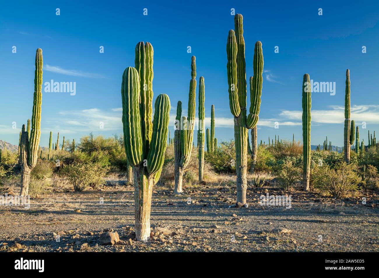 Forest of cardon (Pachycereus) trees, near Mulege, Baja California Sure, Mexico Stock Photo