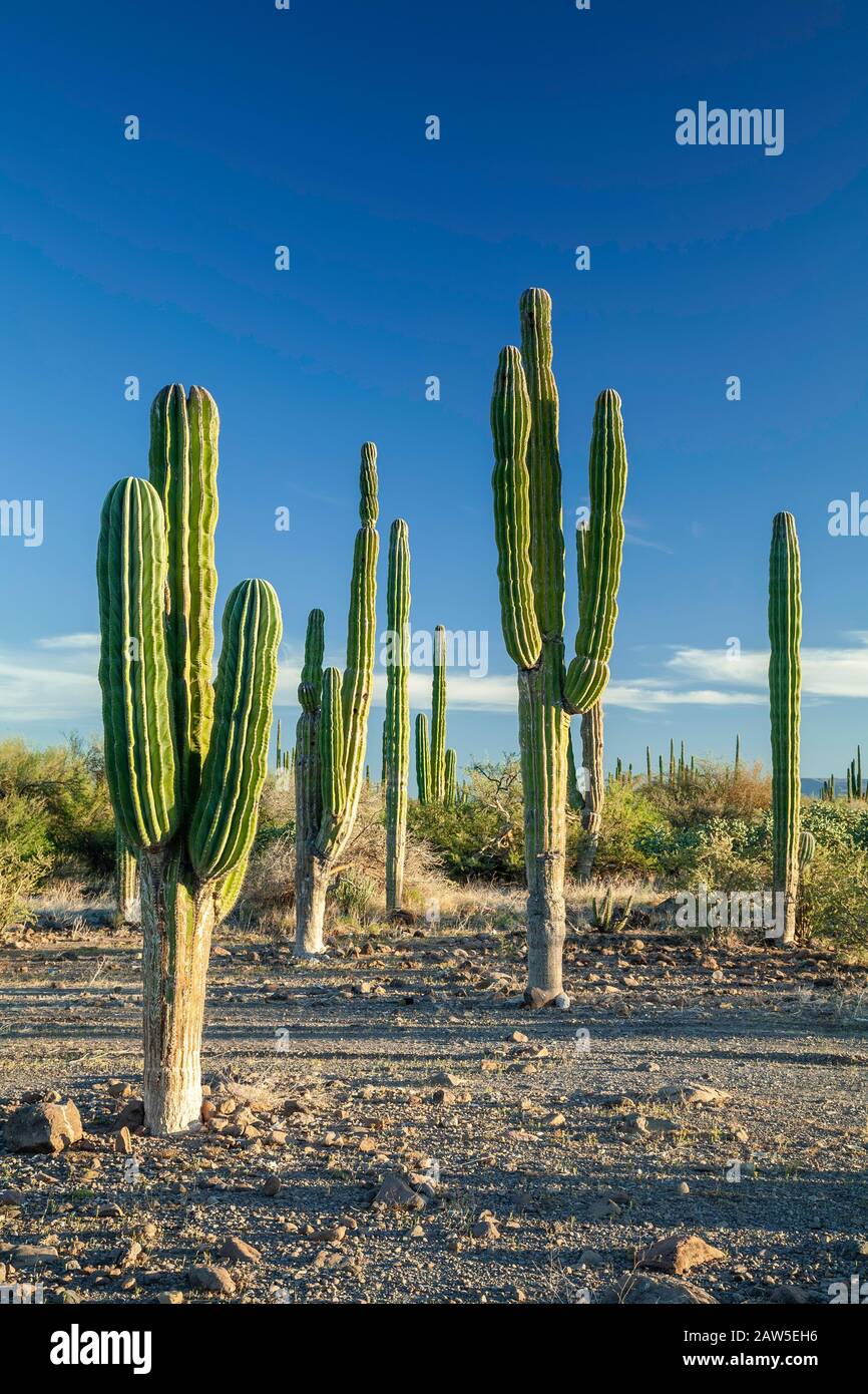 Forest of cardon (Pachycereus) trees, near Mulege, Baja California Sure, Mexico Stock Photo