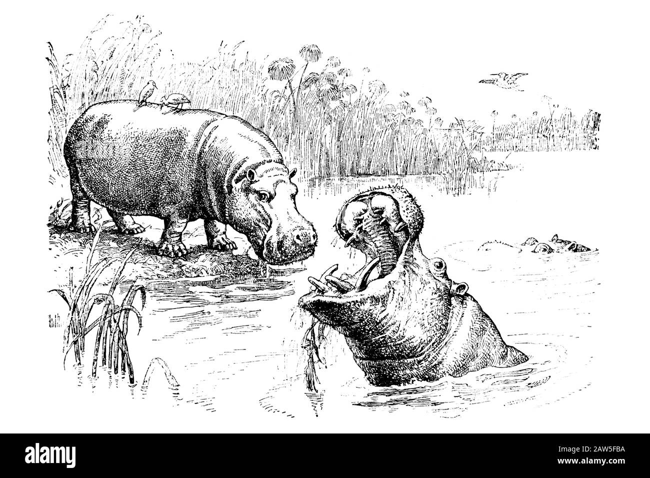 Hippos Vintage Engraved Illustration 1889 Stock Photo Alamy