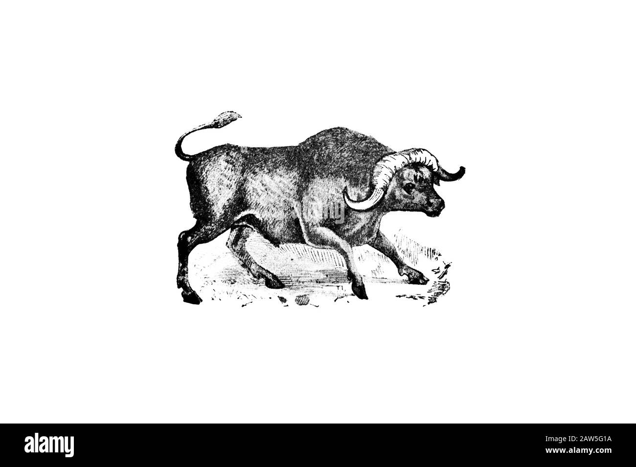 Buffalo - Vintage Engraved Illustration 1889 Stock Photo - Alamy