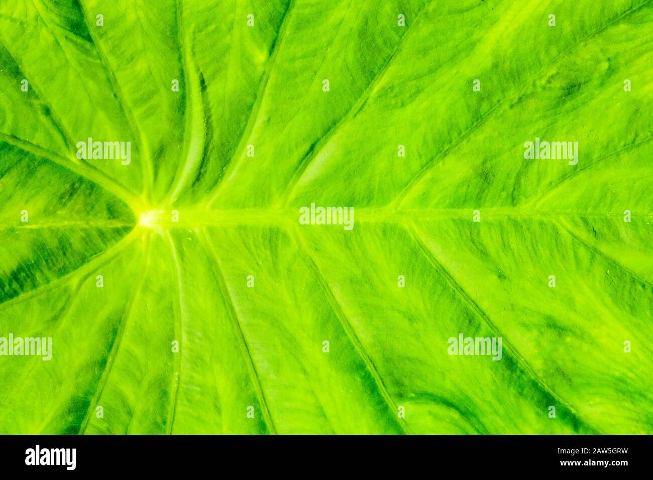 Leave structures hi-res stock photography and images - Alamy