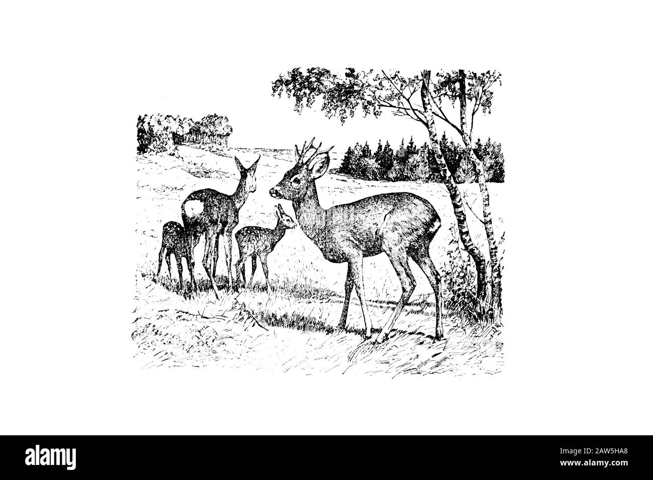 Roe deer - Vintage Engraved Illustration 1889 Stock Photo - Alamy