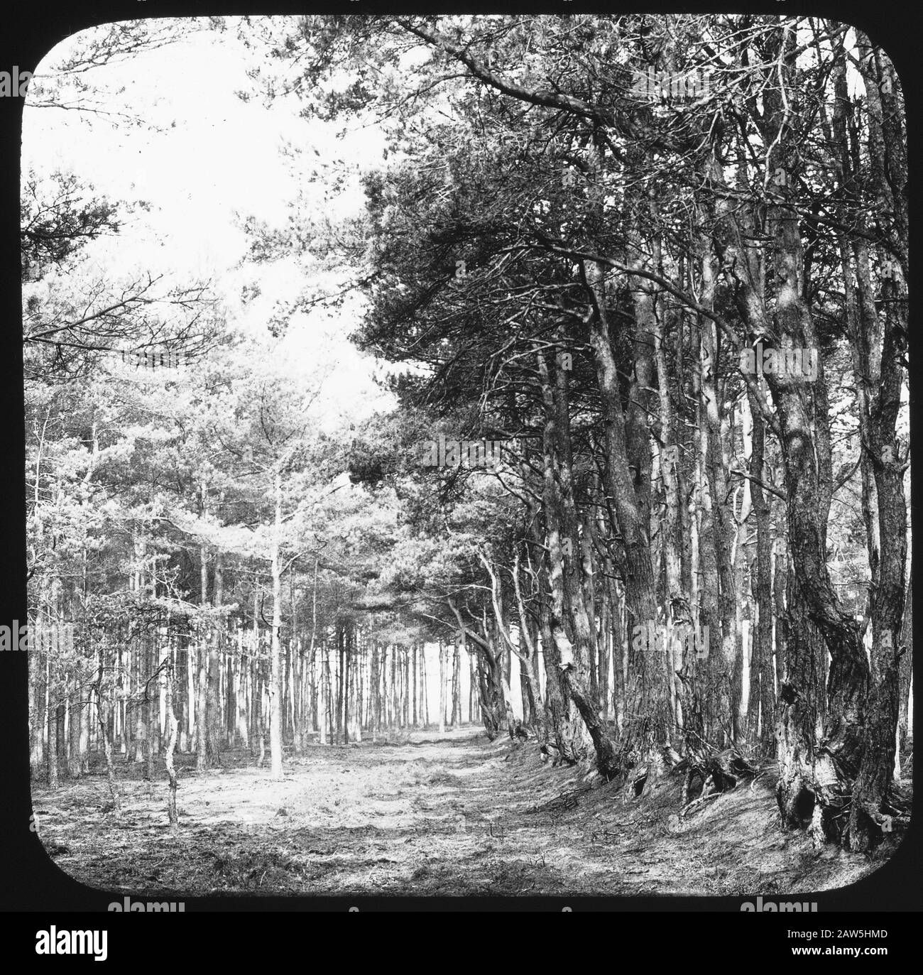 Pine needle forest floor Black and White Stock Photos & Images - Alamy
