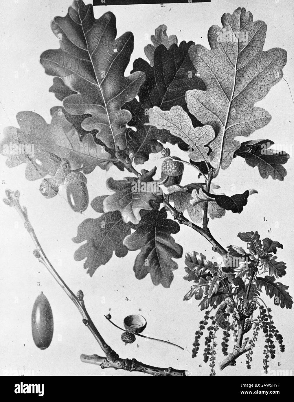 Quercus pedunculata hi-res stock photography and images - Alamy