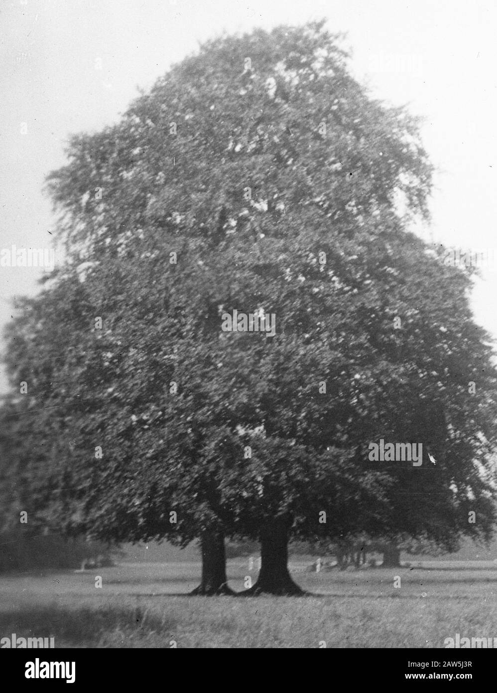 Beech varieties Black and White Stock Photos & Images - Alamy